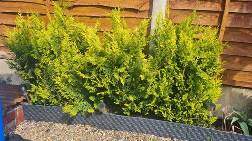 Buy & Sell West Midlands Wolverhampton - Photos for Thuja x4 80cm tall