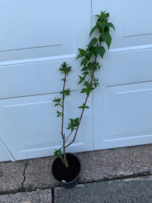 Buy & Sell West Midlands Birmingham - Photos for Liliac Syringa Vulgaris 