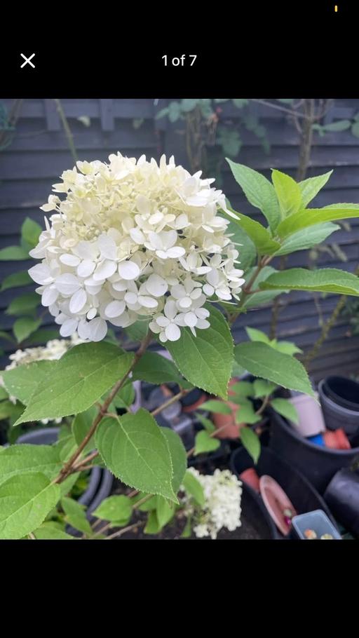 Buy & Sell East London Manor Park - East London - Photos for Snowball tree plant