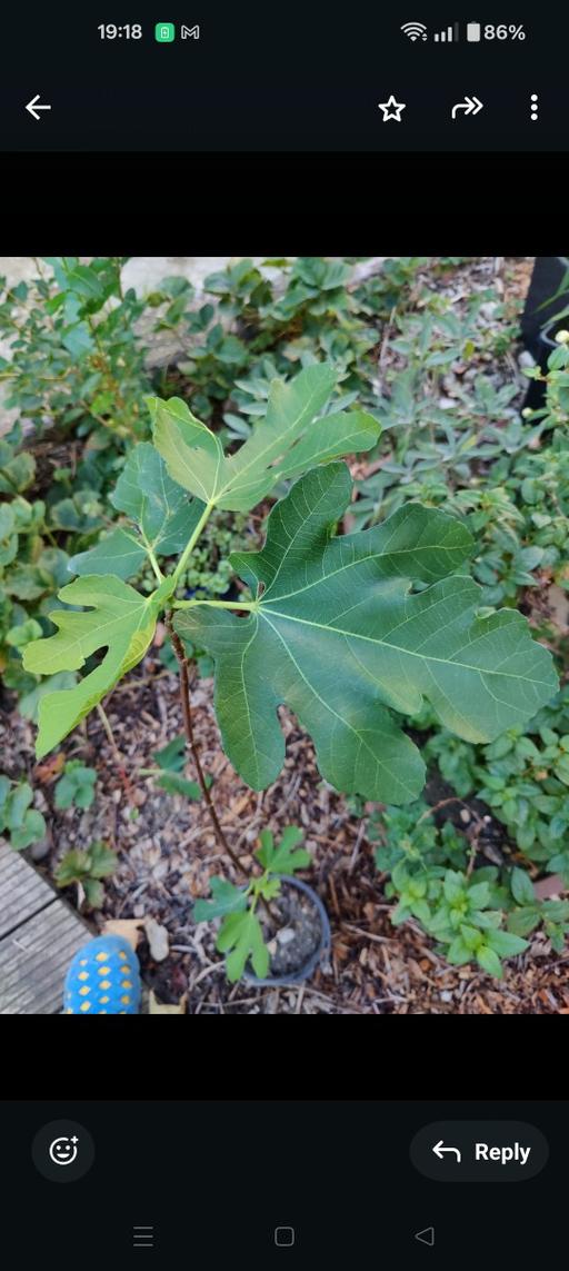 Buy & Sell South East London Woolwich - South East London - Photos for fig plant