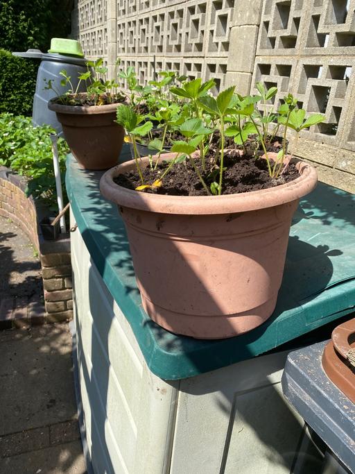 Buy & Sell Staffordshire Newcastle-under-Lyme - Photos for STRAWBERRY PLANTS