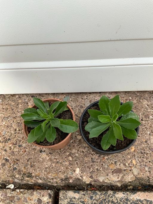 Buy & Sell West Midlands Birmingham - Photos for Bedding Osteospermum