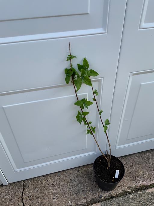 Buy & Sell West Midlands Birmingham - Photos for Shrub Deutzia Scabra plena