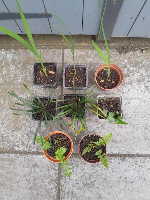 Buy & Sell West Midlands Wolverhampton - Photos for 8 x Plant Bundle