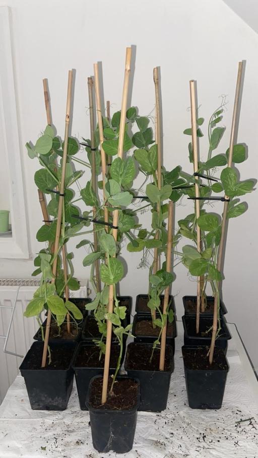 Buy & Sell West Midlands Wolverhampton - Photos for Pea plants🫛