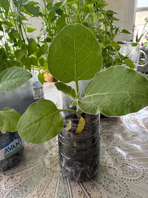 Buy & Sell East London Little Ilford - East London - Photos for Eggplant/Aubergine plant (বেগুন)