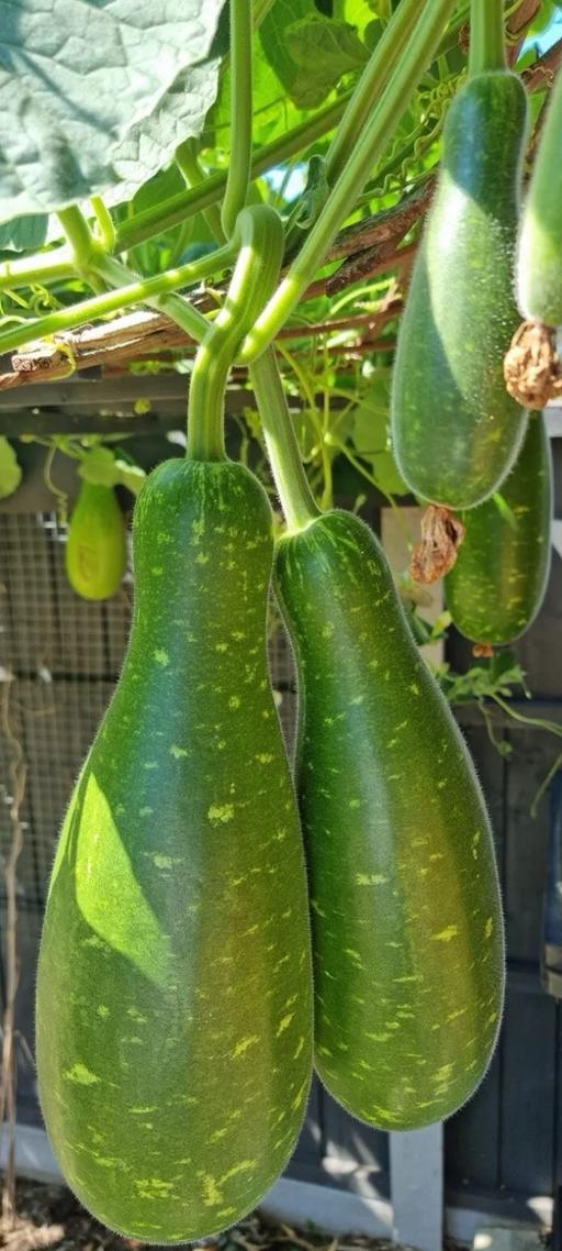 Buy & Sell West Midlands Birmingham - Photos for Bangladeshi lau or bottle gourd