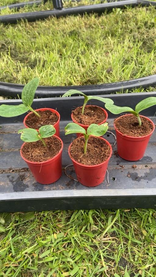 Buy & Sell West Midlands Wolverhampton - Photos for Pumpkin plants🎃