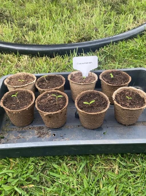 Buy & Sell West Midlands Wolverhampton - Photos for Cucamelon seedlings