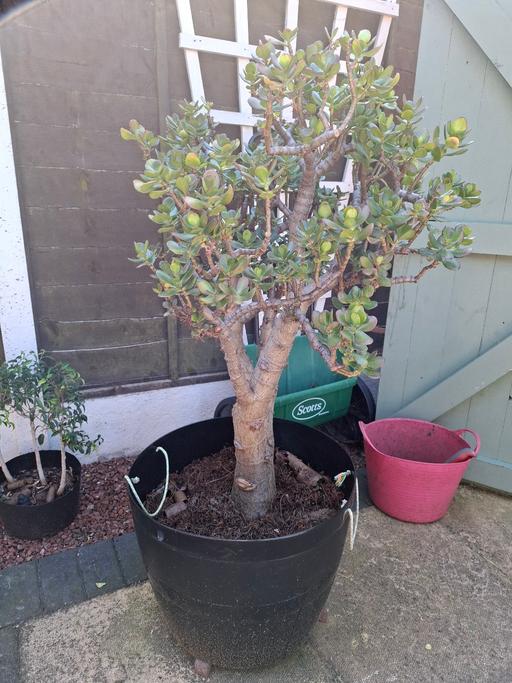 Buy & Sell Staffordshire Tamworth - Photos for Large money plant