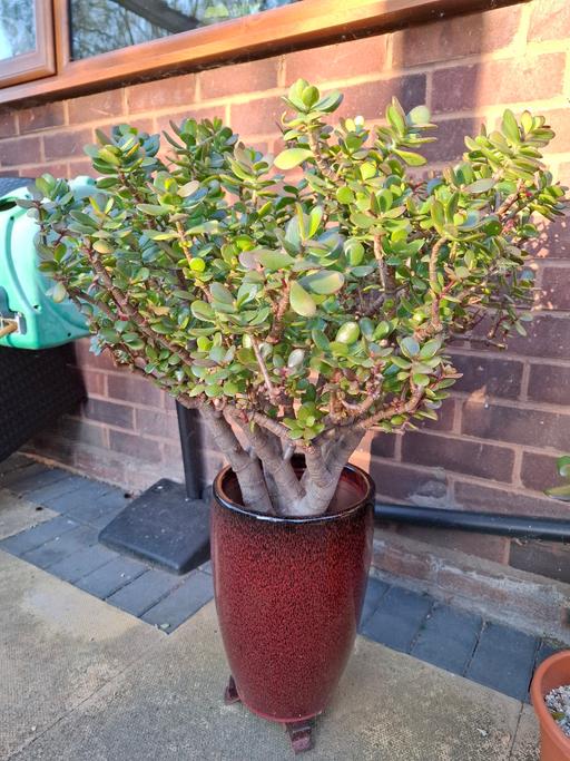 Buy & Sell Staffordshire Tamworth - Photos for Lovely money plant in beautiful pot with feet