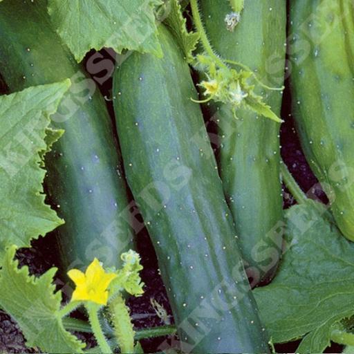 Buy & Sell West Midlands Sandwell - Photos for 🥒🥒🥒 Cucumber plants £1.50🥒🥒🥒