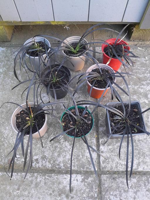 Buy & Sell West Midlands Wolverhampton - Photos for Ornamental Black Grass Plants