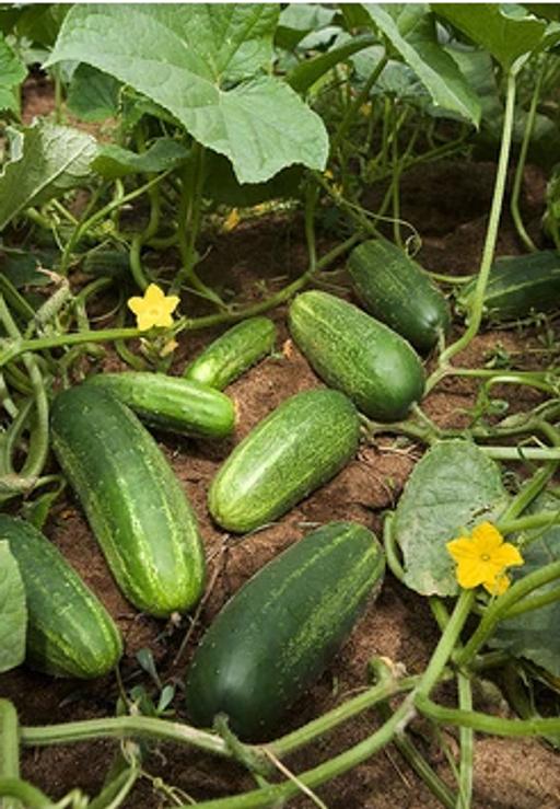 Buy & Sell East London Little Ilford - East London - Photos for Cucumber plant (শসা)
