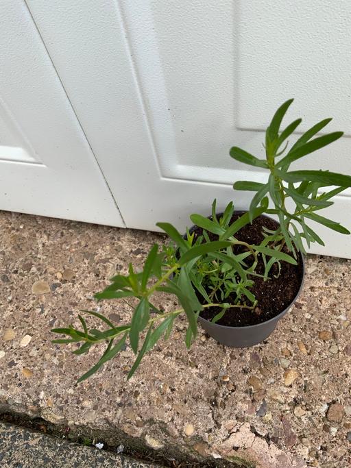 Buy & Sell West Midlands Birmingham - Photos for Herb Tarragon