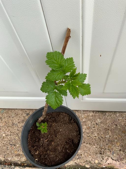 Buy & Sell West Midlands Birmingham - Photos for Fruit Raspberry Glen Ample