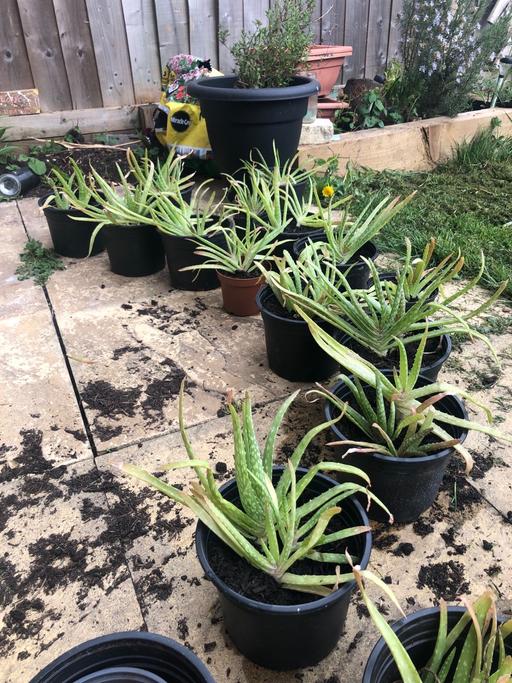 Buy & Sell Oxfordshire Vale of White Horse - Photos for Aloe Vera plants
