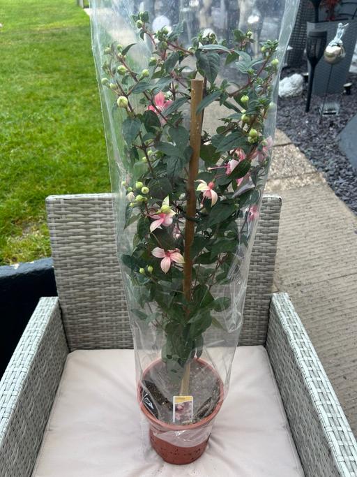 Buy & Sell West Midlands Birmingham - Photos for Fuschia on stem £6 each