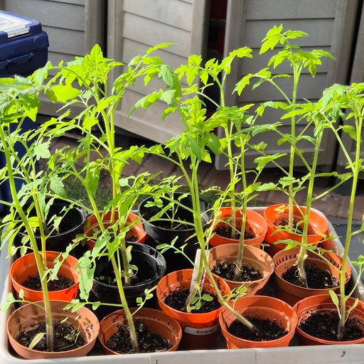 Buy & Sell West London Shepherd`s Bush - West London - Photos for tomato plant