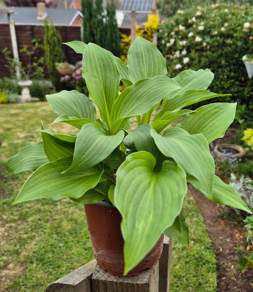 Buy & Sell Staffordshire Stafford - Photos for Hosta Plant