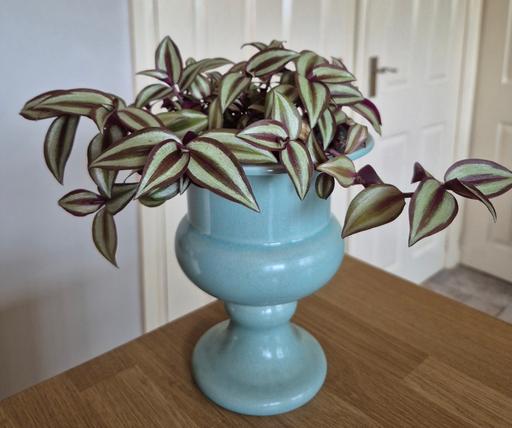 Buy & Sell Staffordshire Stafford - Photos for Tradescantia Zebrina Indoor Plant