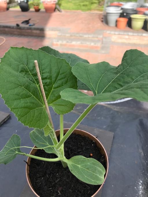 Buy & Sell East London Havering - Photos for Bangladeshi Green Khodu (bottle Gourd) plant!