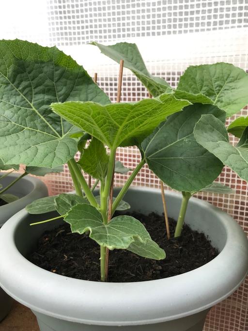 Buy & Sell East London Havering - Photos for Large potted Bangladeshi green khodu plant