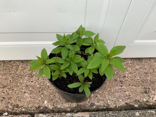 Buy & Sell West Midlands Birmingham - Photos for Perennial Lysmachia Clethroides