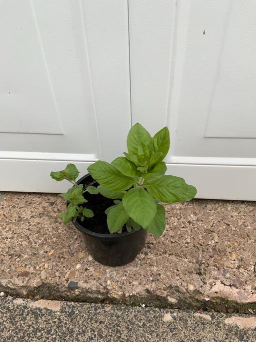 Buy & Sell West Midlands Birmingham - Photos for Lysimachia punctata