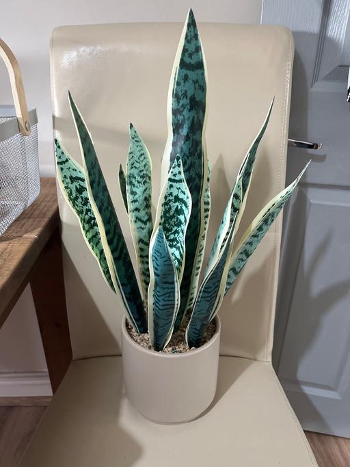 Buy & Sell South Yorkshire Doncaster - Photos for Fake yuka plant large