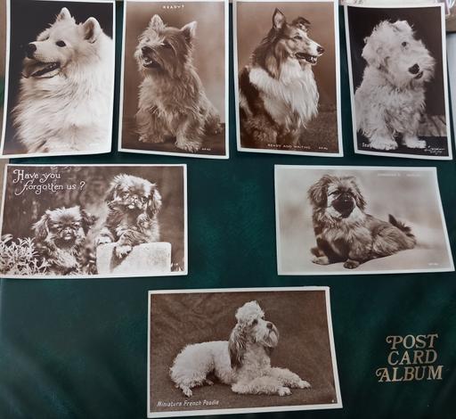 Buy & Sell Merseyside Saint Helens - Photos for Antique real photo dog postcards