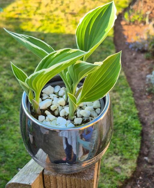 Buy & Sell Staffordshire Stafford - Photos for Hosta Plant