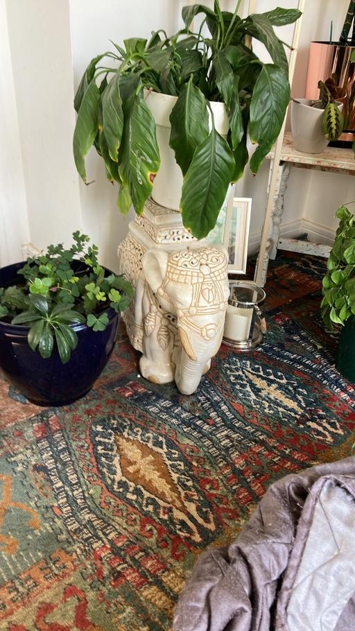 Buy & Sell North Yorkshire Middlesbrough - Photos for Elephants