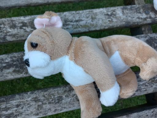 Buy & Sell Worcestershire Bromsgrove - Photos for Dog Soft Toy