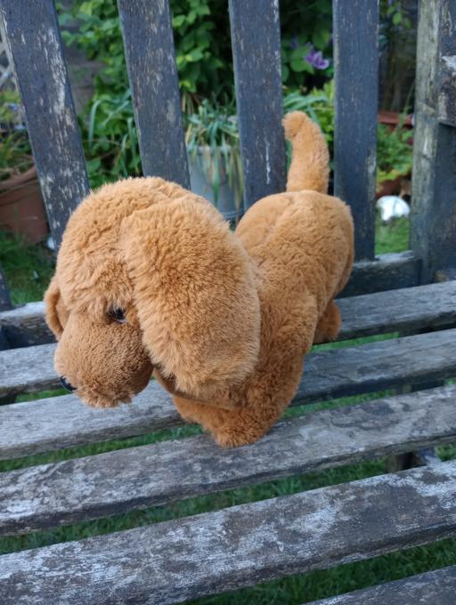 Buy & Sell Worcestershire Bromsgrove - Photos for Sausage Dog Soft Toy