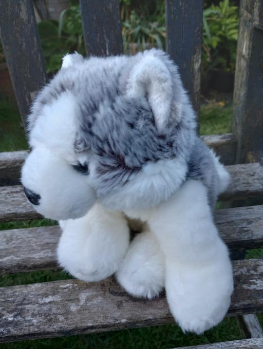 Buy & Sell Worcestershire Bromsgrove - Photos for Husky Dog Soft Toy