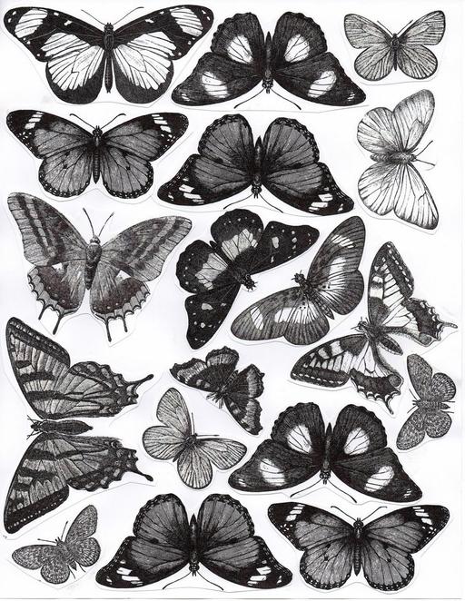 courses Leicestershire Blaby - Photos for Black and white butterfly sticker pack