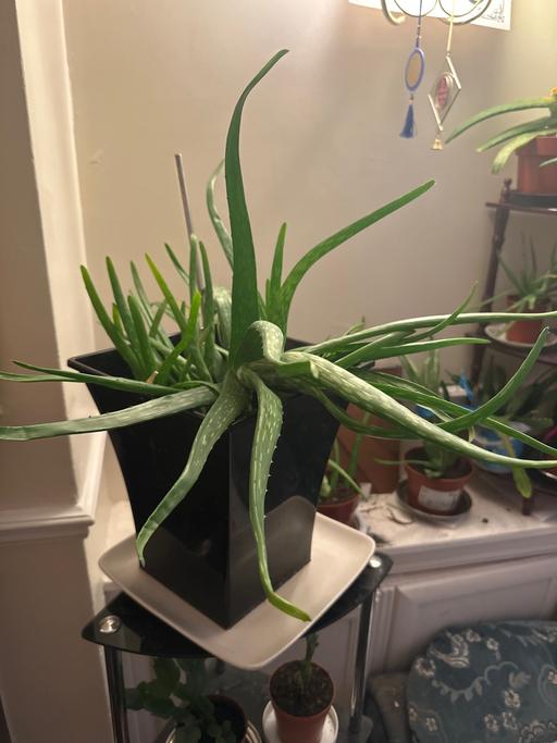 Buy & Sell West Midlands Dudley - Photos for Aloe Vera