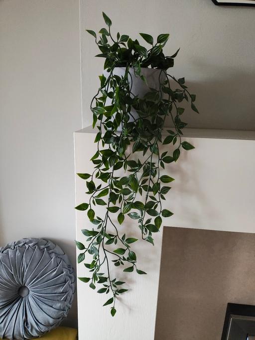 Buy & Sell South Yorkshire Rotherham - Photos for Large trailing plant in a grey ceramic pot