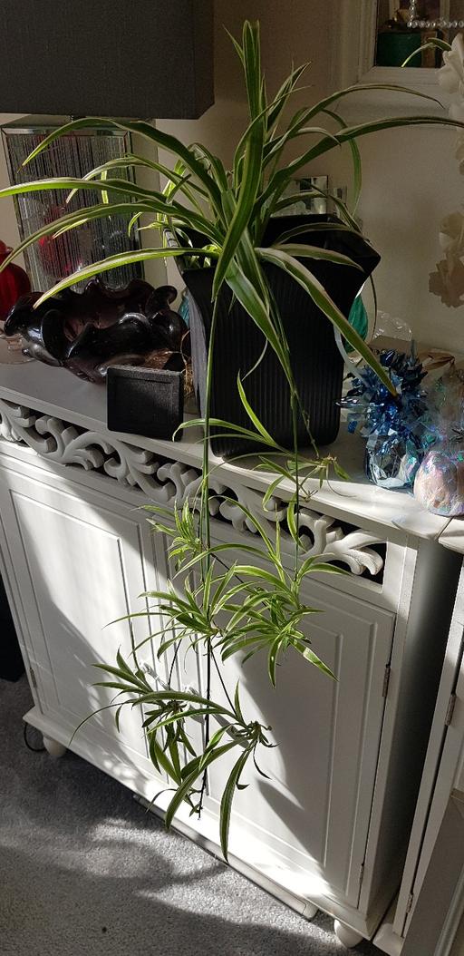 Buy & Sell West Midlands Birmingham - Photos for Large spider plant ice ceramic pot