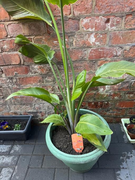 Buy & Sell Lancashire Blackpool - Photos for Strelitzia nicolai Banana plant