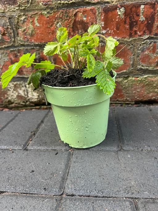 Buy & Sell Lancashire Blackpool - Photos for Strawberry plant & pot