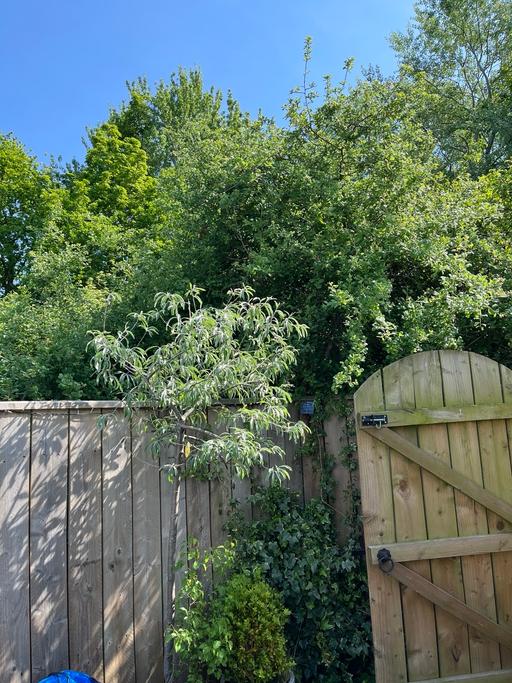 Buy & Sell North Yorkshire Middlesbrough - Photos for Russian olive tree