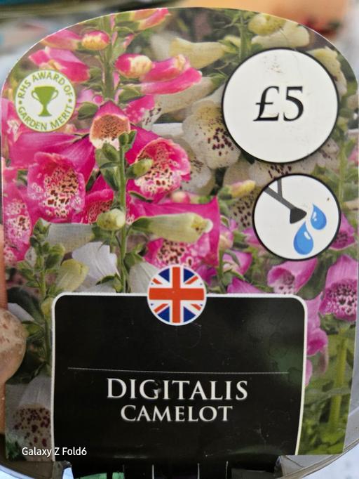Buy & Sell Worcestershire Redditch - Photos for Foxgloves for sale £3 each