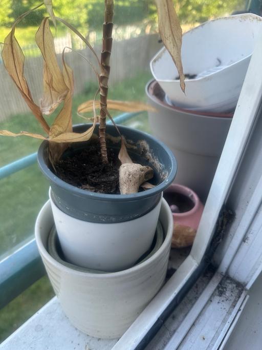 Buy & Sell Barking and Dagenham Dagenham - Barking and Dagenham - Photos for Free plant pots