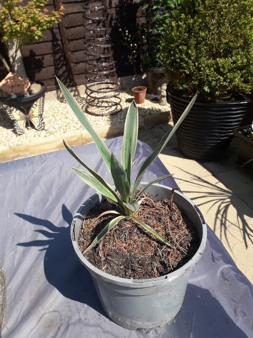 Buy & Sell West Midlands Sandwell - Photos for yucca plant