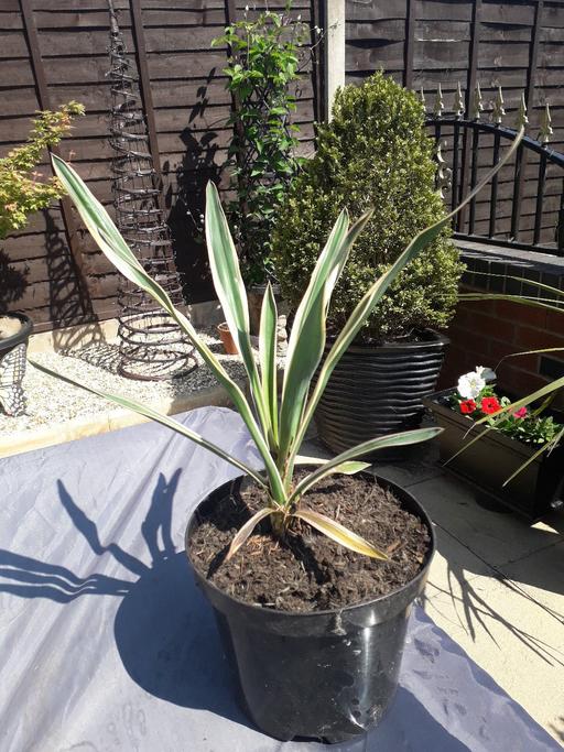 Buy & Sell West Midlands Sandwell - Photos for yucca plant