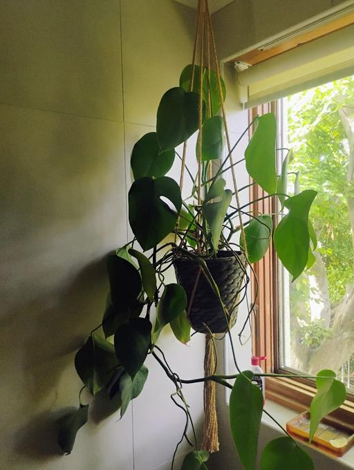Buy & Sell South West London Streatham Common - South West London - Photos for I'm selling all of my house plants,