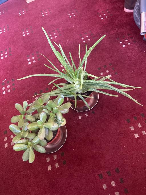 Buy & Sell West Midlands Dudley - Photos for Jade plant and aloe Vera plant