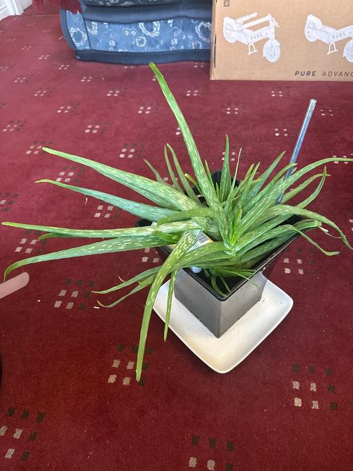 Buy & Sell West Midlands Dudley - Photos for Aloe Vera plant